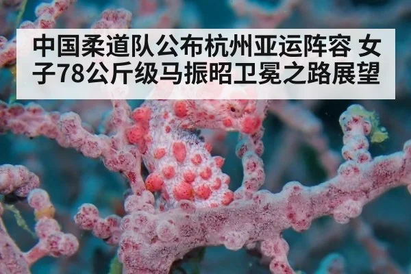 中国柔道队公布杭州亚运阵容 女子78公斤级马振昭卫冕之路展望